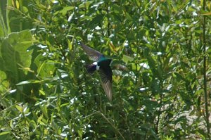 Swallow, Violet-green, 2005-06021410b Boise ID area